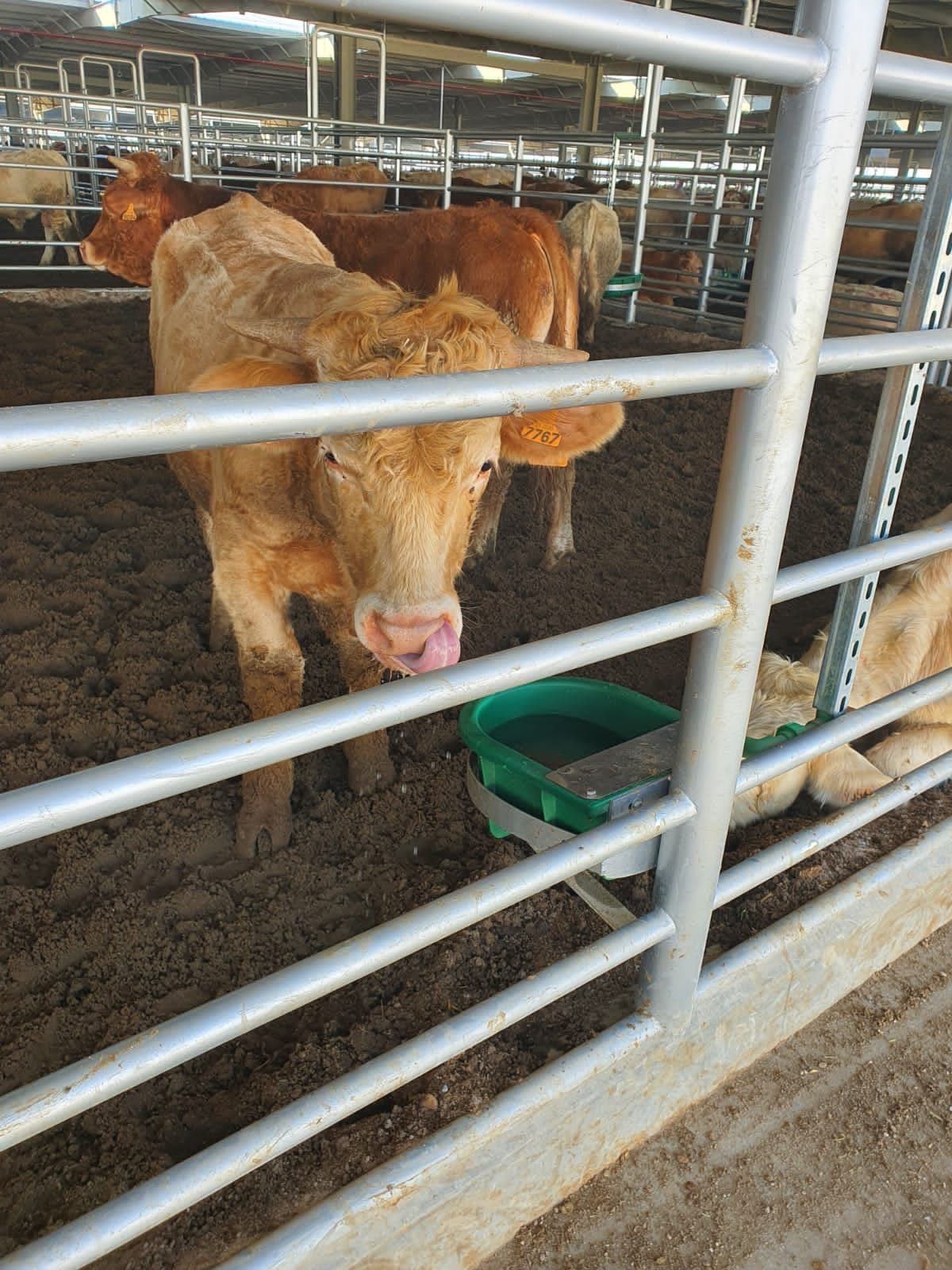 cow drinking bowl